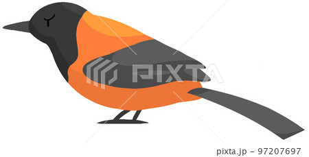 ピトフーイ（ズグロモリモズ） 97207697