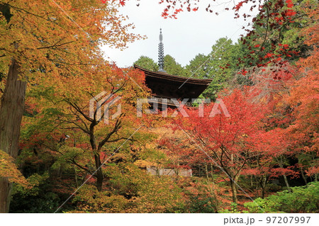 紅葉の森の金剛輪寺三重塔 97207997