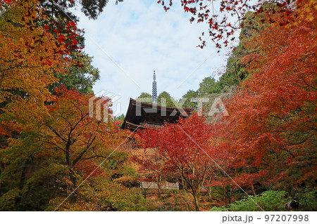 紅葉真っ盛りの金剛輪寺三重塔 紅葉真っ盛りの金剛輪寺三重塔 97207998