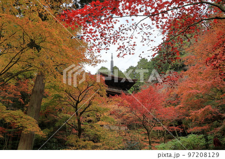 モミジ額縁の金剛輪寺三重塔 97208129