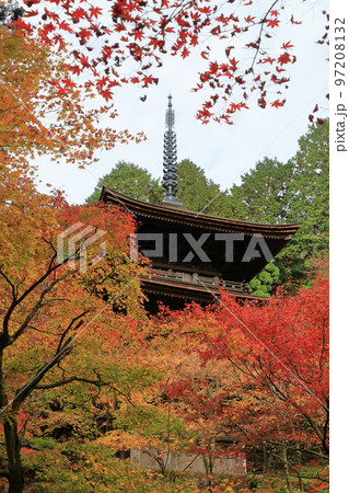 錦秋のモミジに囲まれた金剛輪寺の三重塔 97208132