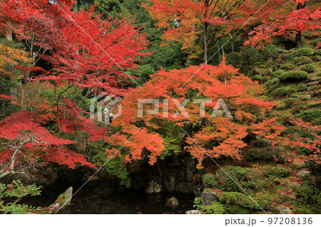 金剛輪寺の名勝庭園の池と紅葉 97208136