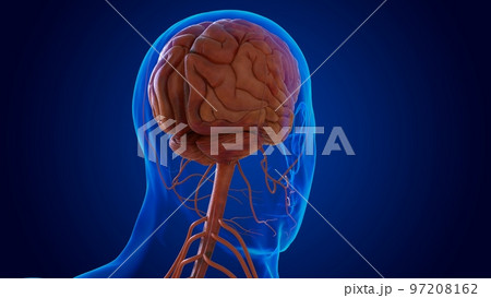 The nervous system includes the brain, spinal cord, and a complex network of nerves 3D 97208162