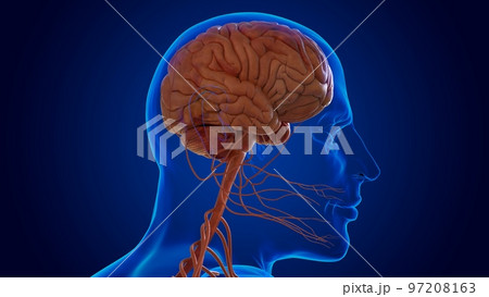 The nervous system includes the brain, spinal cord, and a complex network of nerves 3D The nervous system includes the brain, spinal cord, and a complex network of nerves 3D 97208163