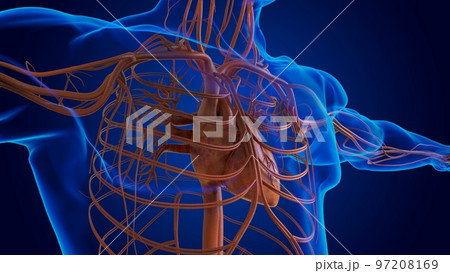 Human heart circulatory system anatomy for medical concept 3D Human heart circulatory system anatomy for medical concept 3D 97208169