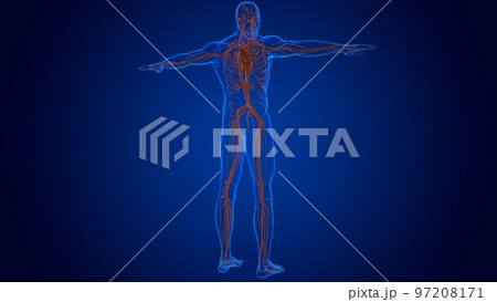 human heart damaged internal organ for medical concept 3D 97208171