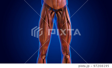 human damage muscle anatomy for medical concept 3D human damage muscle anatomy for medical concept 3D 97208195