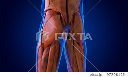 human damage muscle anatomy for medical concept 3D 97208196
