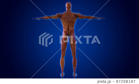 human damage muscle anatomy for medical concept 3D 97208197
