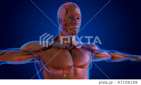 human damage muscle anatomy for medical concept 3D 97208199