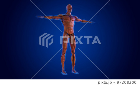 human damage muscle anatomy for medical concept 3D 97208200