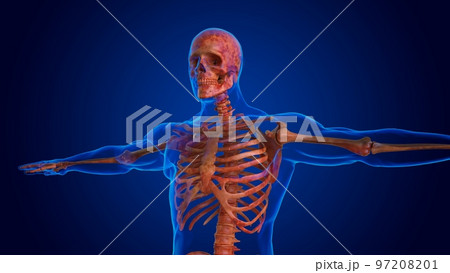 human damage skeleton all bones for medical concept 3D 97208201