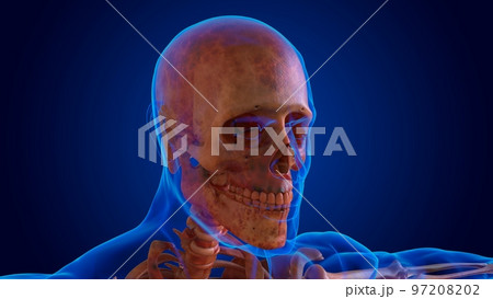 human damage skeleton all bones for medical concept 3D 97208202