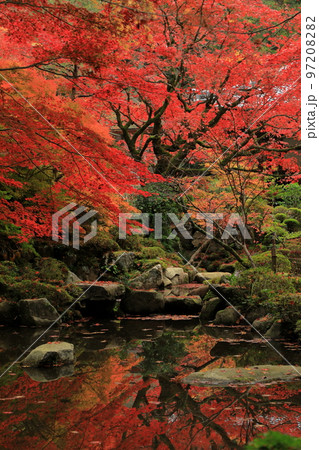 池に映る血染めの紅葉(金剛輪寺の名勝庭園) 97208282