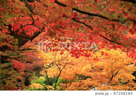 錦秋に燃える紅葉(金剛輪寺名勝庭園) 97208284