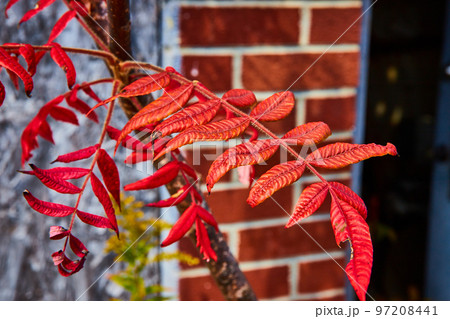 Vibrant red vined leaves of bush with old brick wall behind soft 97208441