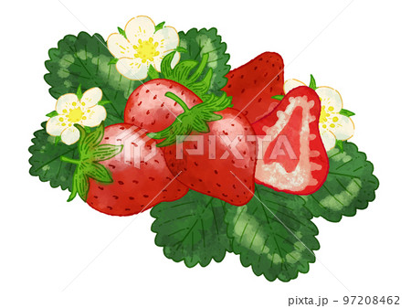 フレッシュなイチゴの水彩イラスト 97208462