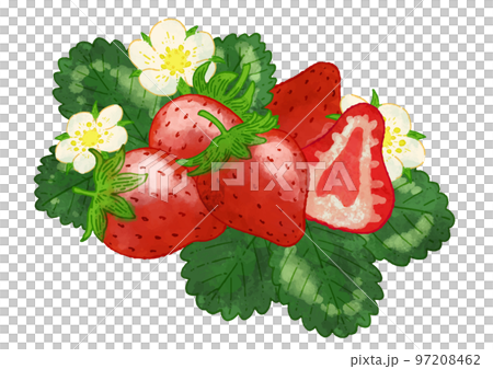 フレッシュなイチゴの水彩イラスト 97208462