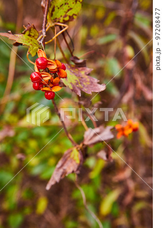 Red berries on branches in detail on plants 97208477