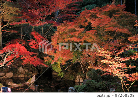 金剛輪寺名勝庭園の紅葉のライトアップ 金剛輪寺名勝庭園の紅葉のライトアップ 97208508