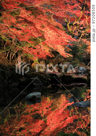 池に映るモミジの紅葉ライトアップ(金剛輪寺名勝庭園) 池に映るモミジの紅葉ライトアップ(金剛輪寺名勝庭園) 97208509