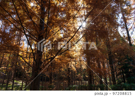 秋のメタセコイアの森(香川県三木町太古の森) 97208815
