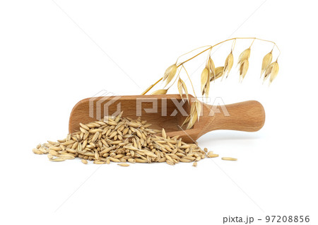Oats grains with husk in wooden scoop over white Oats grains with husk in wooden scoop over white 97208856