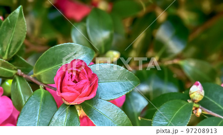 サザンカの花 サザンカの花 97208913