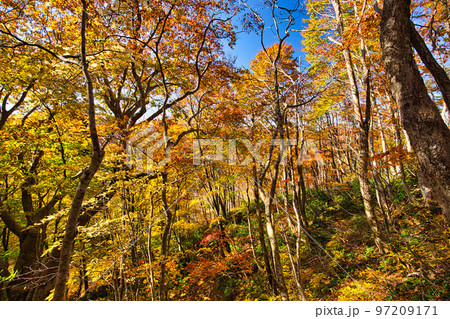 紅葉ー越知山 97209171
