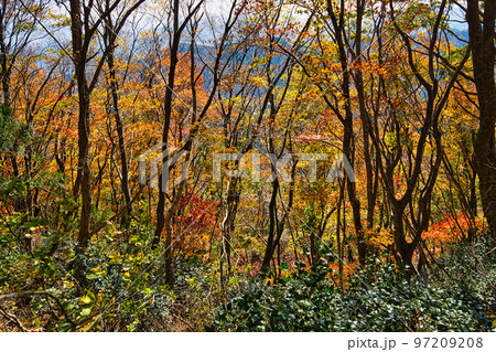 紅葉ー越知山 97209208