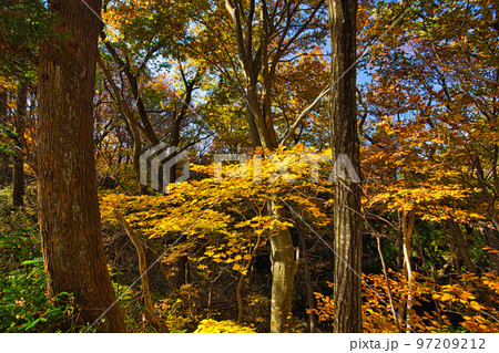 紅葉ー越知山 紅葉ー越知山 97209212