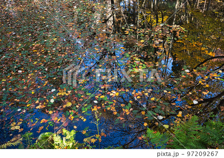 紅葉ー越知山 97209267