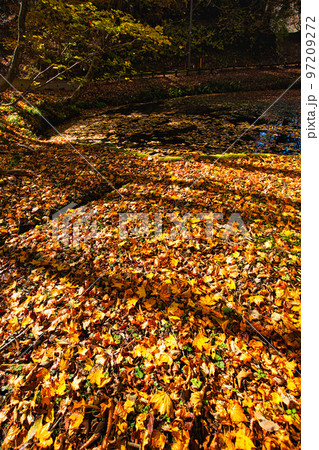 紅葉ー越知山 紅葉ー越知山 97209272