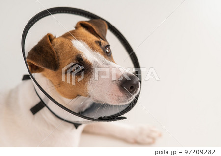 Jack Russell Terrier dog in plastic cone after surgery. Jack Russell Terrier dog in plastic cone after surgery. 97209282