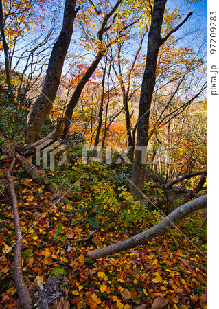 紅葉ー越知山 紅葉ー越知山 97209283
