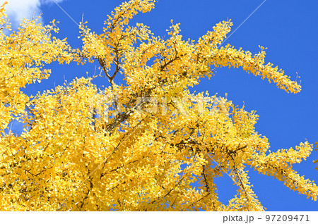 イチョウ イチョウ 97209471