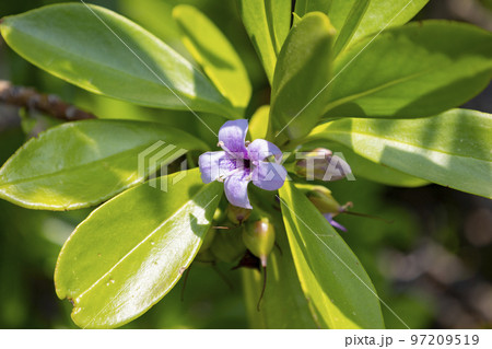 福江島に咲くハマジンチョウの花 福江島に咲くハマジンチョウの花 97209519