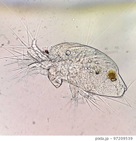 ミジンコの顕微鏡写真 97209539