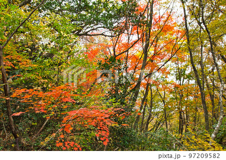 紅葉ー三床山 紅葉ー三床山 97209582