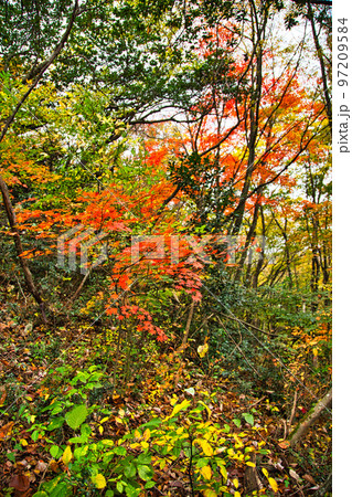 紅葉ー三床山 紅葉ー三床山 97209584