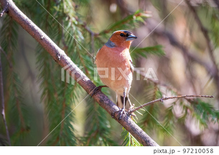 Common chaffinch, Fringilla coelebs, sits on a branch in spring on green background. Common chaffinch in wildlife. Common chaffinch, Fringilla coelebs, sits on a branch in spring on green background. Common chaffinch in wildlife. 97210058