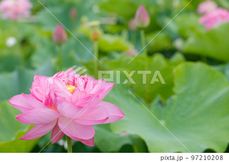 7月の蓮の花 7月の蓮の花 97210208