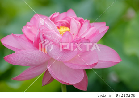 7月の蓮の花 97210209