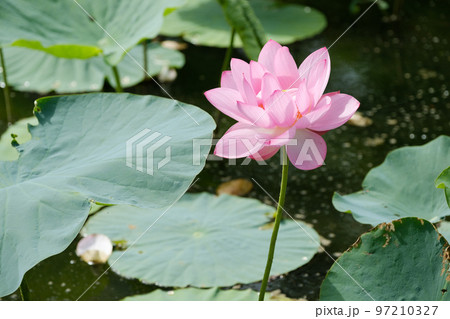 7月の蓮の花 97210327