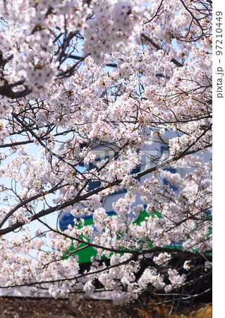 四日市あすなろう鉄道　桜満開＆青空＆先頭車両 97210449