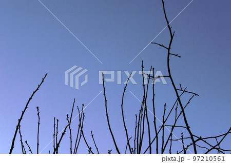 春を待つ芽 97210561