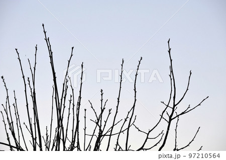 春を待つ芽 97210564