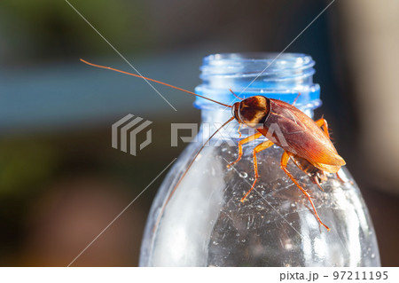 Cockroaches on the water bottle, cockroach on dirty floor indoors, need for detection, and cockroaches also carry the germs to humans. Cockroaches on the water bottle, cockroach on dirty floor indoors, need for detection, and cockroaches also carry the germs to humans. 97211195
