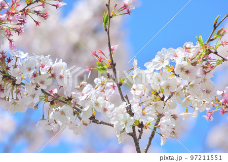 日本の春 さくら満開 97211551