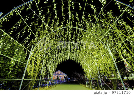 あしかがフラワーパークのイルミネーション 光の花の庭 栃木県足利市 あしかがフラワーパークのイルミネーション 光の花の庭 栃木県足利市 97211710